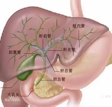 无症状肝胆结石五大危害 文/泉韵